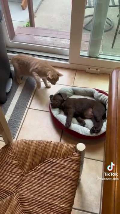 Theyâre growing on each other
