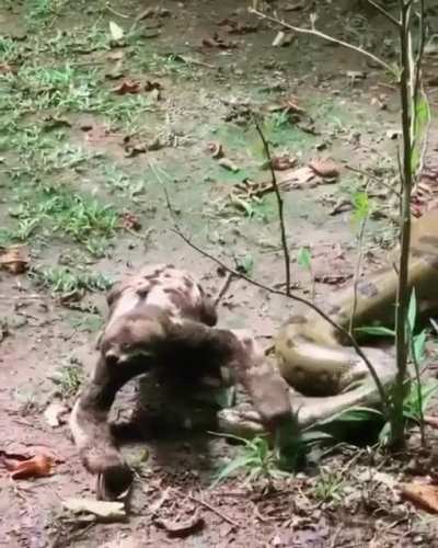 ? Sloth fearlessly crawls past an anaconda