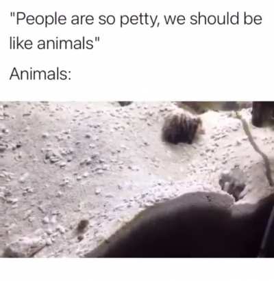 Fish spitting sand at each other.