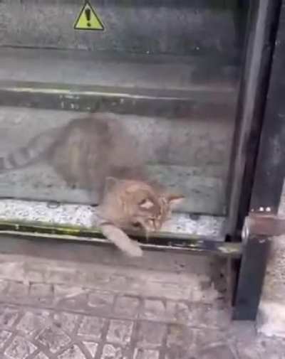 How tf cats do that?