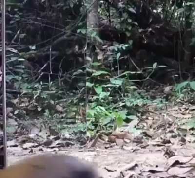 Wild animals reacting to a mirror