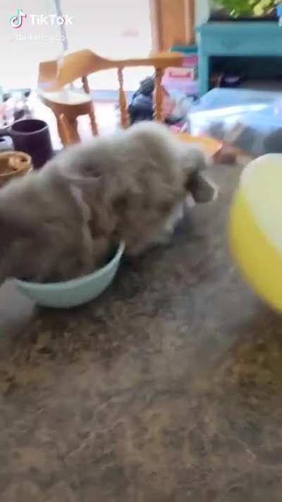 poor thing