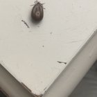 This massive tick that I just pulled off of my cat..
