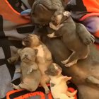 Just when you think you've seen the cutest thing in the world, something like this comes along.