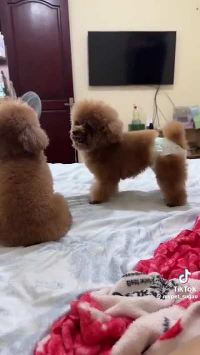 To assert dominance