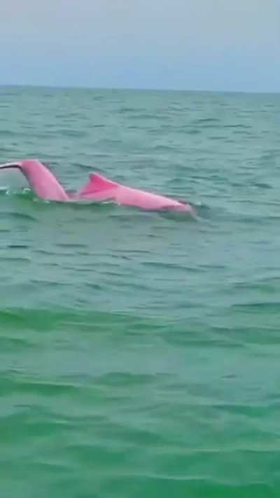 ? Rare sight of the Pink dolphin.