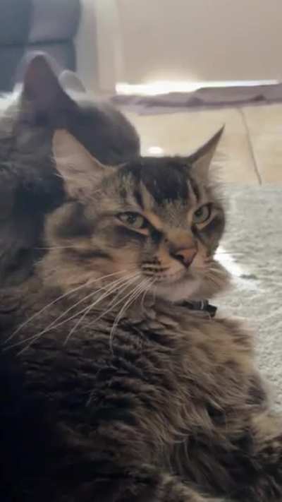 The camera stare gets me every time ?