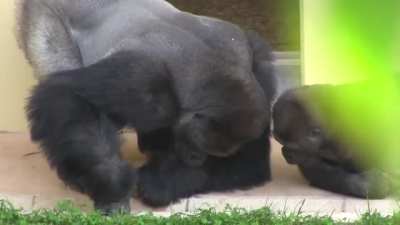 ? Silverback and his son, calmly observing a caterpillar ?
