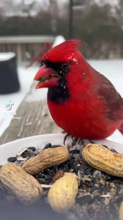 Alexa …explain the word yeet