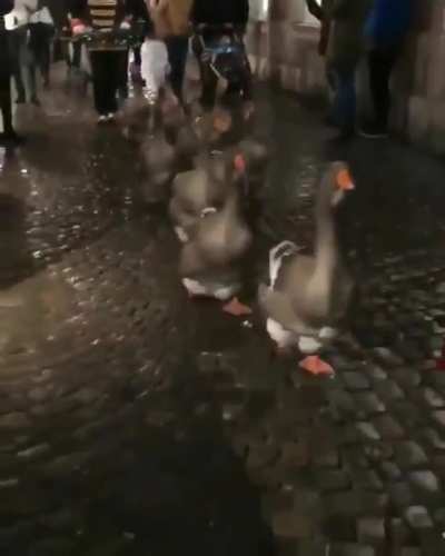 This Is the First Time I've ever Seen a Goose Parade, And it's the Cutest Thing Ever!!