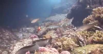 ? Octopus rides moray eel to avoid its deadly jaws