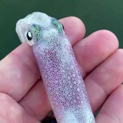 ? this squids chromatophores ?