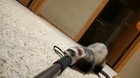 Hey yall! I'm ferret and this is jackass