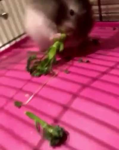 Hungry hamster