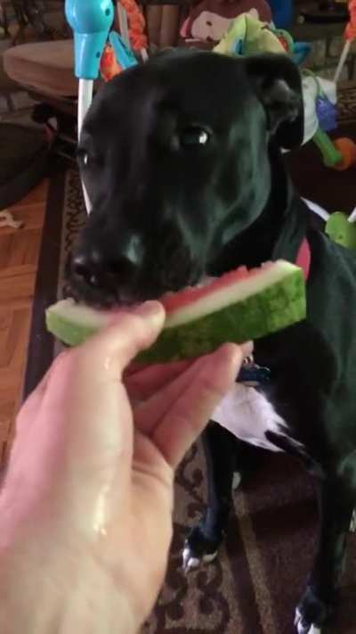 My dog being human