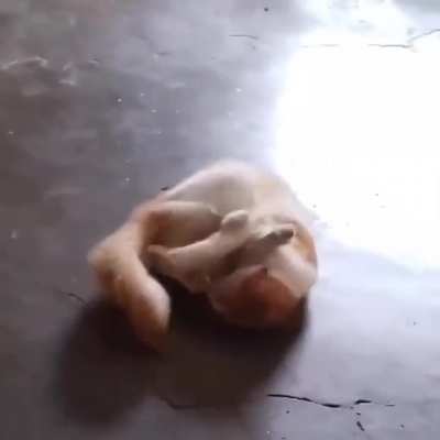 He fought the paw & the paw won.