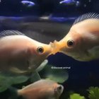 Wet kiss ??
