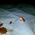 Found this guy looking for some action on my pool cover, notice the ripples in the water his mating call is creating