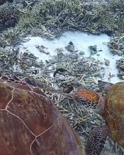 ? Sea turtle munches another turtle’s flipper and gets a slap ?
