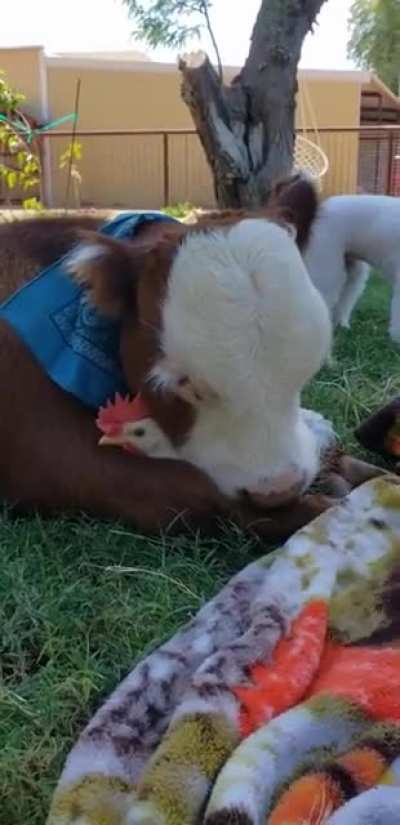"That's his chicken"