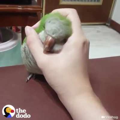 to stop petting