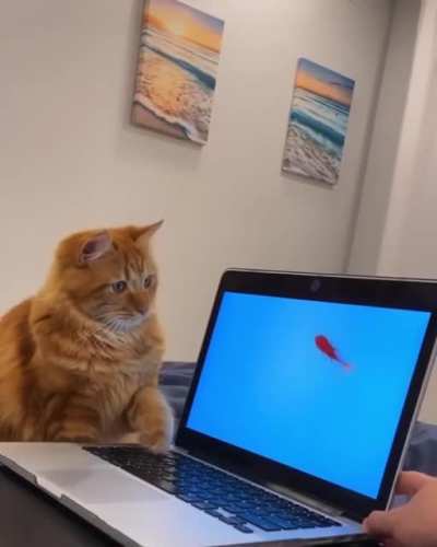 to kill the fish