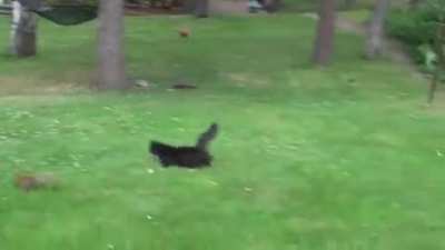 ? Squirrel Masterfully Escapes a Cat