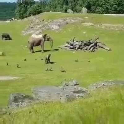 ? Baby elephant chases birds, falls and goes to mama crying