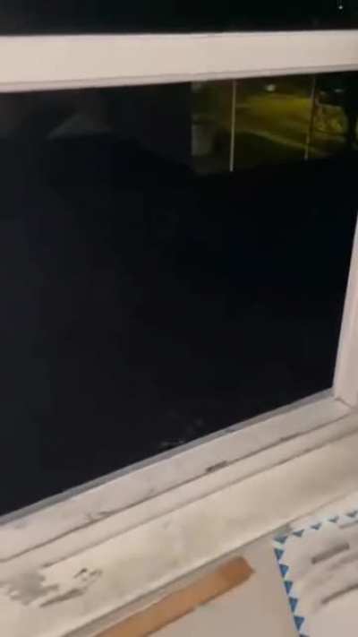 come kitten