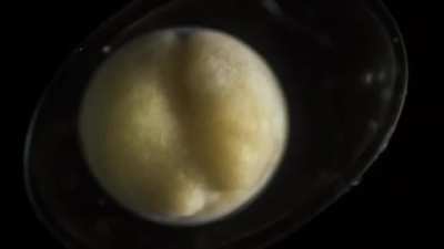 a Salamander Grow From a Single Cell in this Incredible Time-lapse