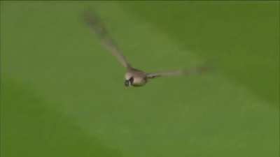 Goose chase