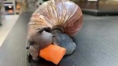? Snail eating carrot