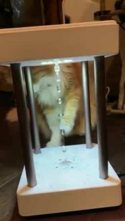 This cat be like "What is going on here?, Am just confused"