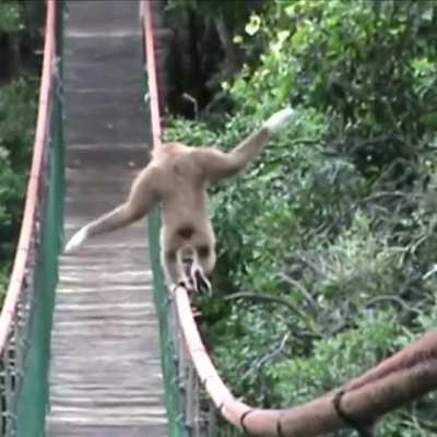 Monkey shows some pretty skills
