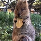 ? Mama quokka snacking, while the baby is safely tucked in