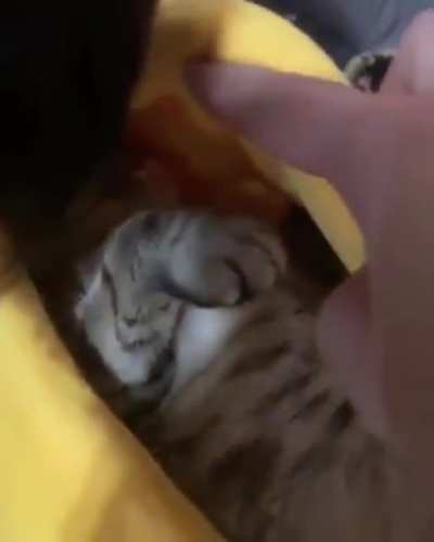 He really likes his new bed