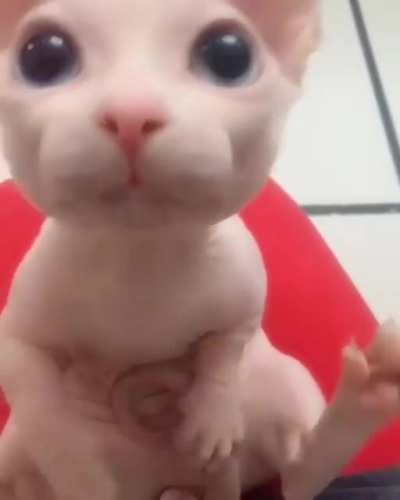 The real Mew, so cutee ?