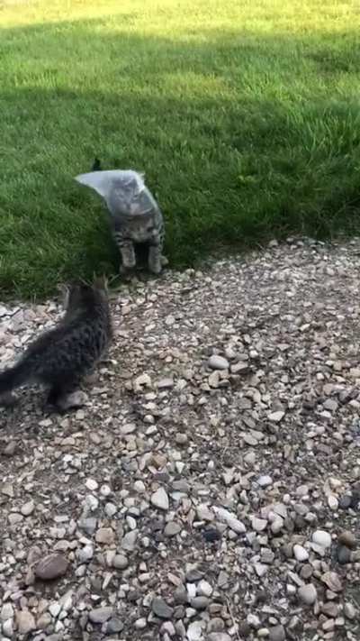 Dog saves the day
