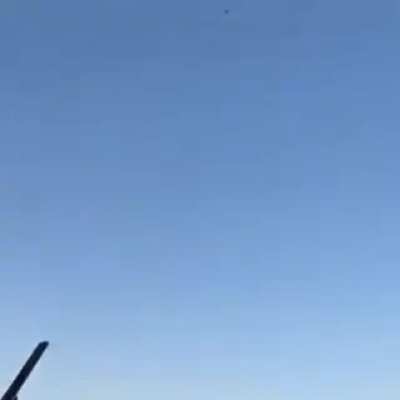 Perfect bird landing