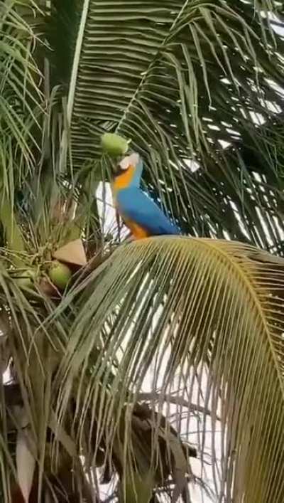 ? A strong beak grants coconut water!