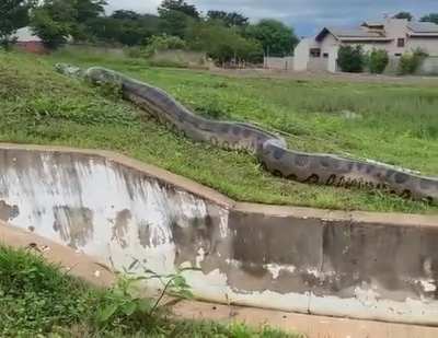 Massive Anaconda found in Brazil.