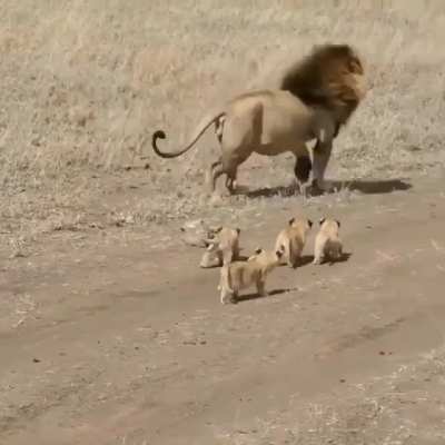? Lion too lazy to play with his cubs ?