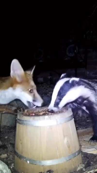 ? Fox & Badger share a midnight feast