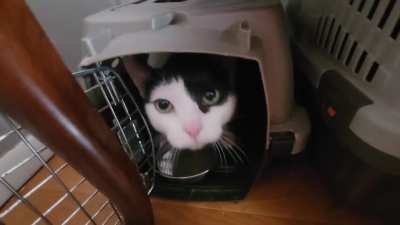 Would you believe she's never been fed before in her life?