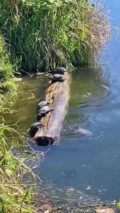 After that day Gary was never invited to the log again ?