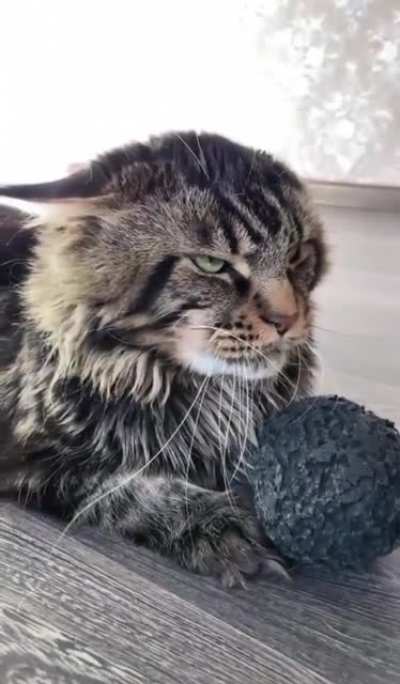 "Say ball again. SAY BALL again! And I dare you, I double dare you motherf*cker! Say ball one more time." [Crosspost from r/AnimalsBeingJerks OP: Thund3rbolt]