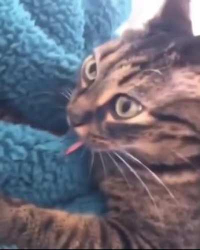 Cat licking blanket
