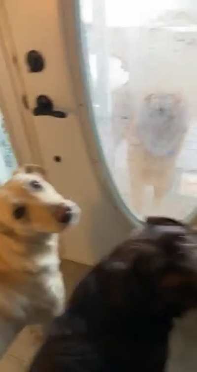 Every morning my neighbors dog runs over and waits at my front door for my dogs to come play?