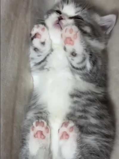 Beans