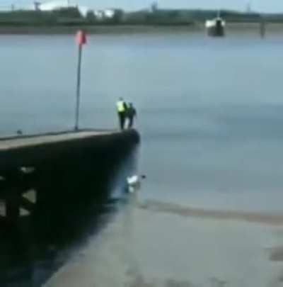 Slow Chase